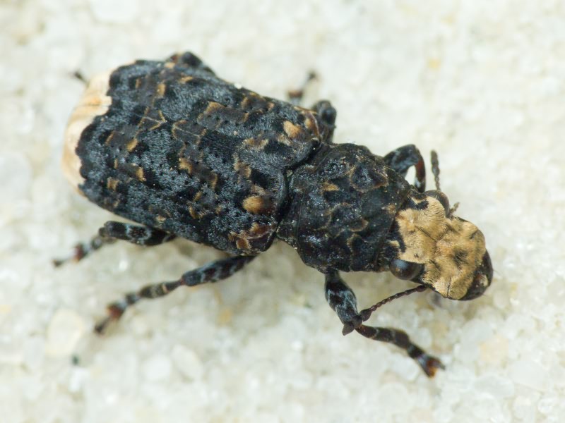 Platyrhinus resinosus (Scopoli, 1763)